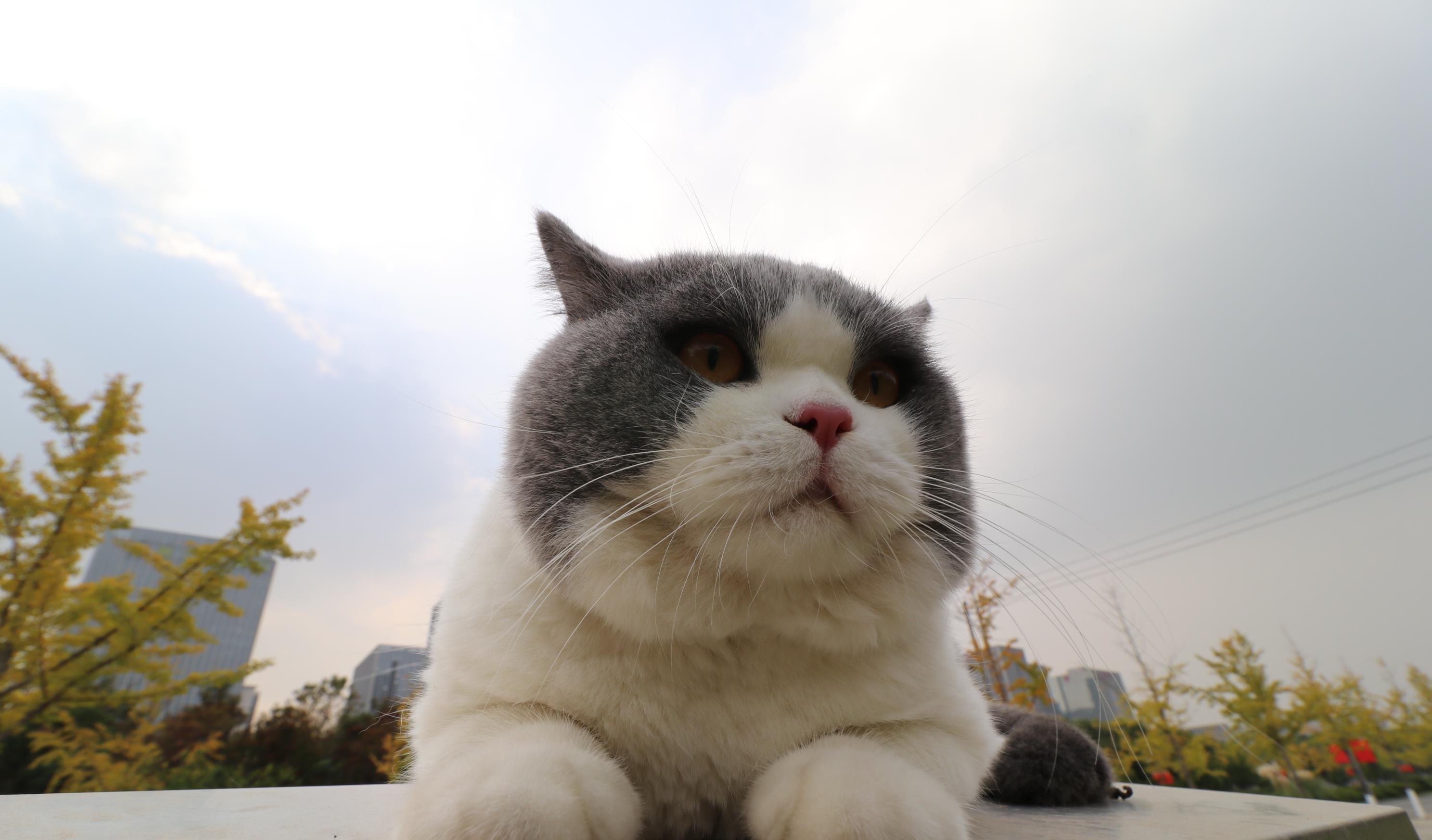 沐米宠物英短蓝白蓝猫高清照片