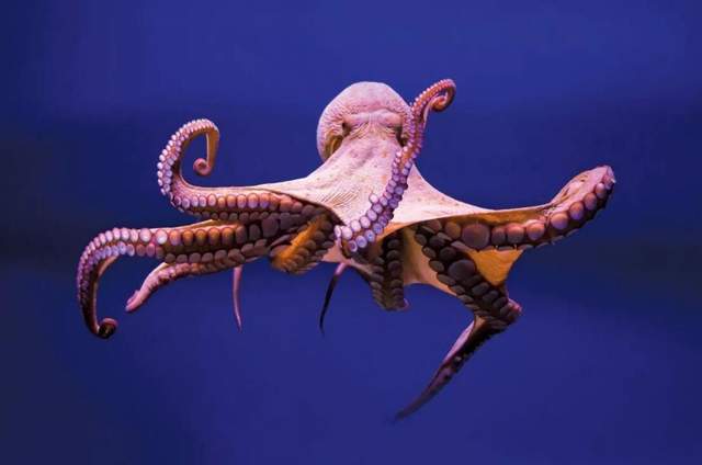 正常仅8条腿韩国却发现一只32条腿的章鱼如何解释
