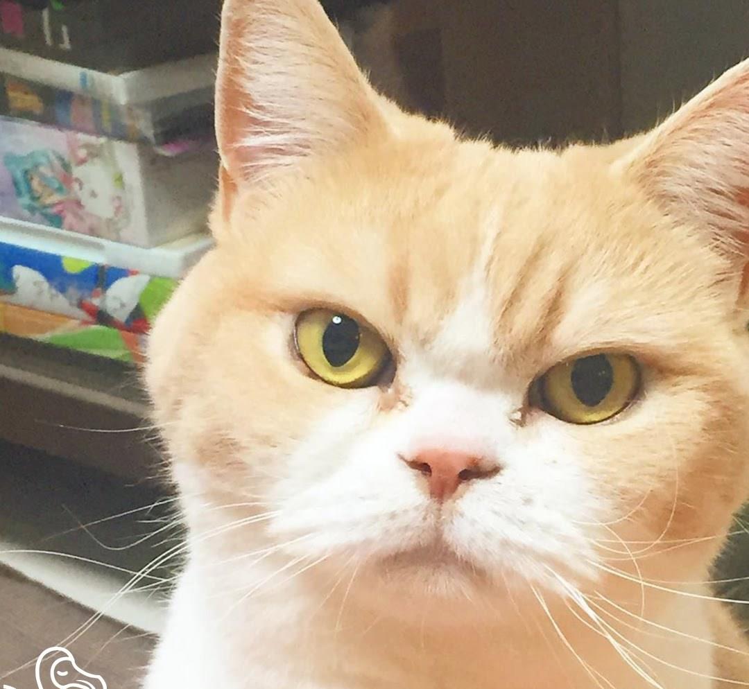 猫猫凭啥统治人类?因为它们生气的样子也能萌到你