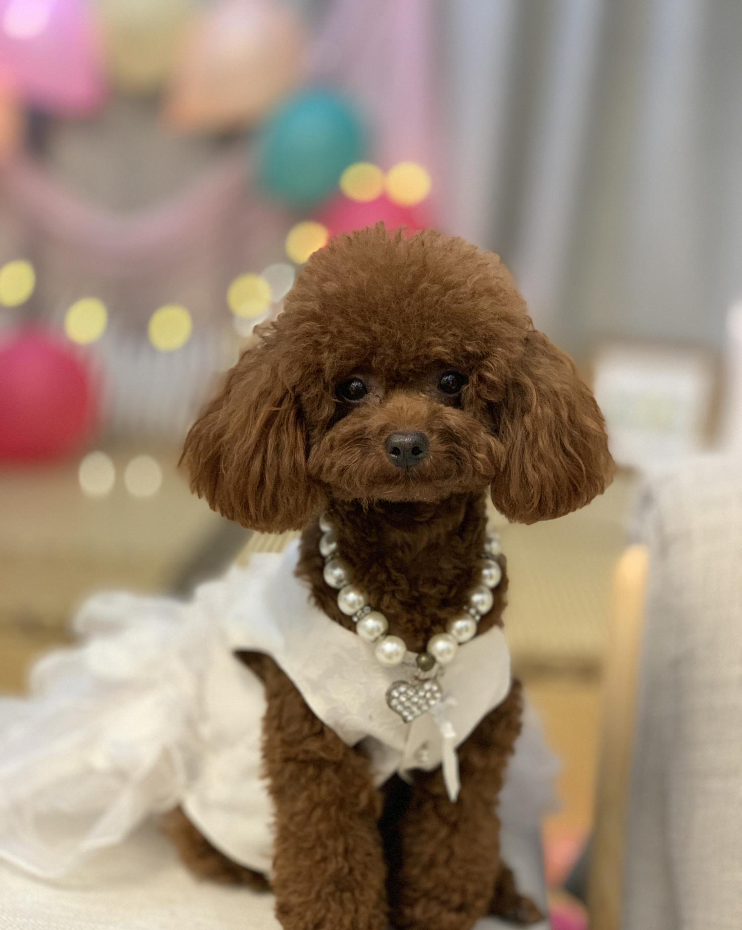 狗狗苦恋新来的巧克力色泰迪,终于成功追到女神!
