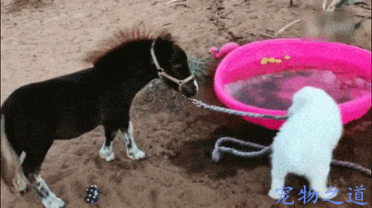 长得那么威武霸气的狗,竟被主人整成这样,路人看到了都笑翻了!