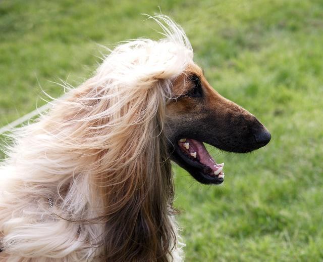 阿富汗猎犬身上的毛是长长的