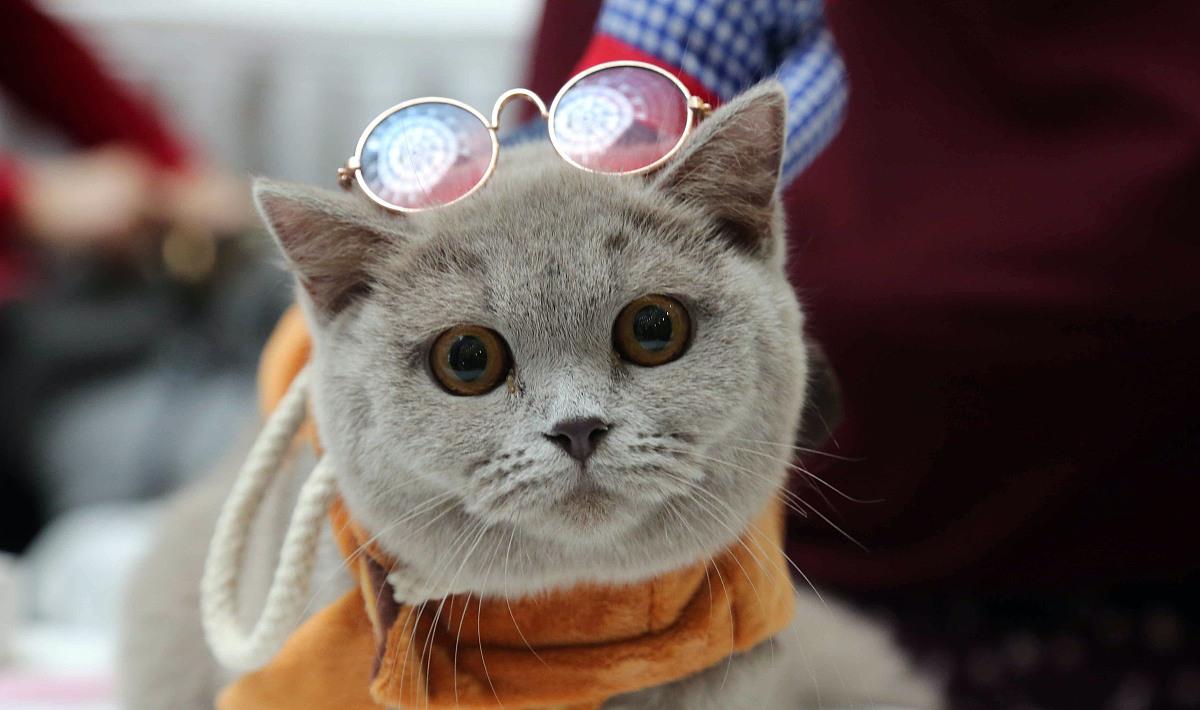 猫咪真是高冷动物,好可爱