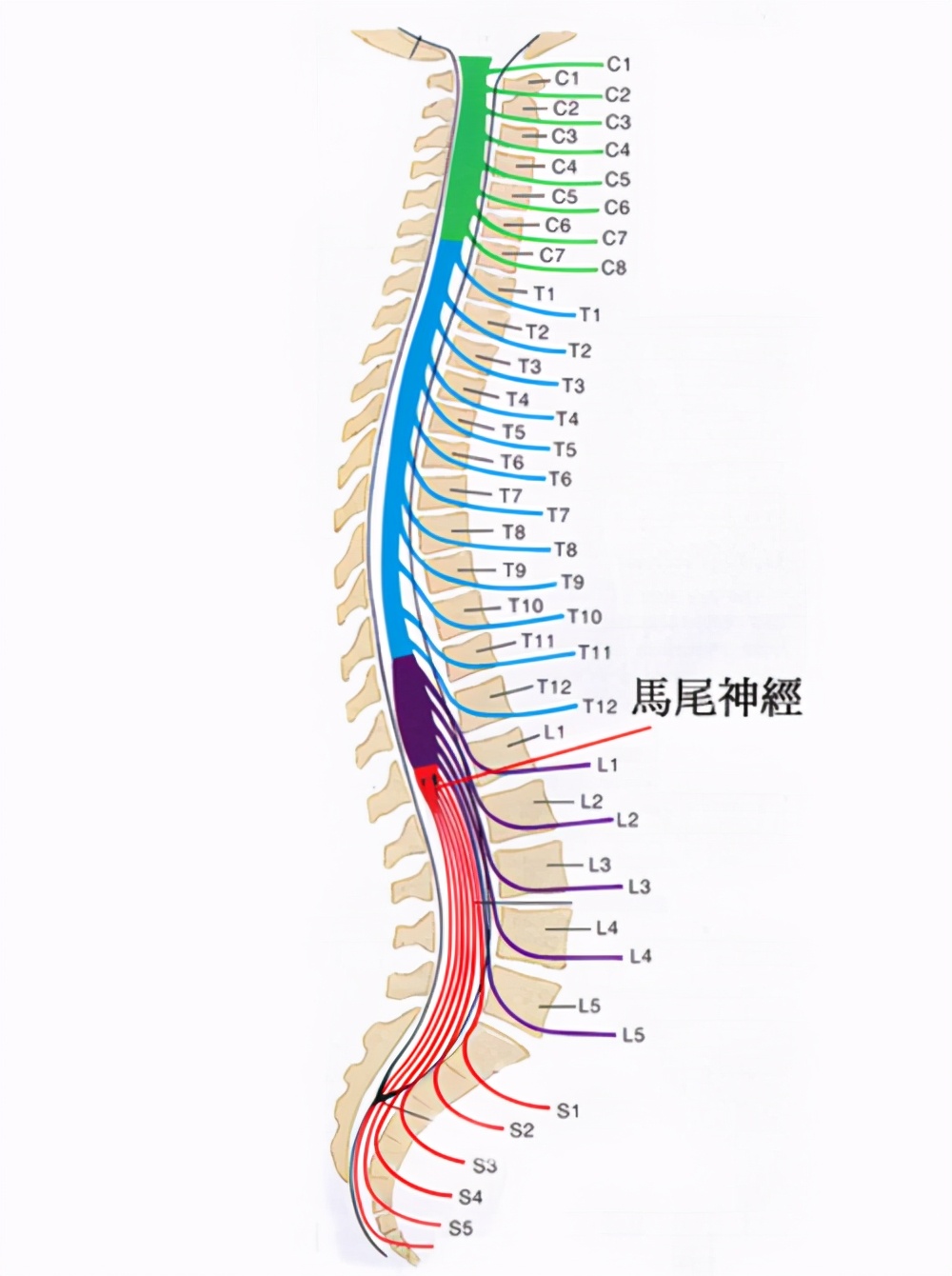 出现这些症状,说明你的腰椎间盘突出压迫到马尾神经了