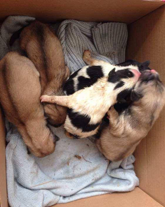 土狗生了6只小土狗,主人嫌不值钱,竟狠心将它们扔进垃圾箱