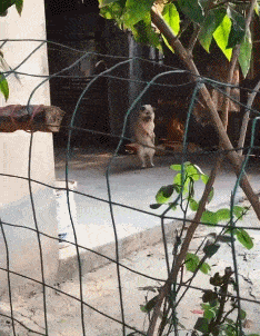 搞笑gif:大爷看到美女路过 当场就从轮椅上站了起来