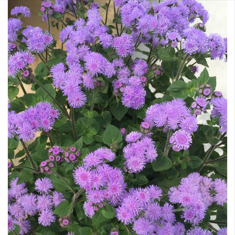 可以随处可见的紫色的花,藿香蓟,它的花朵是毛茸茸的,有点像蒲公英