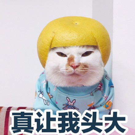 一组可爱猫咪表情包