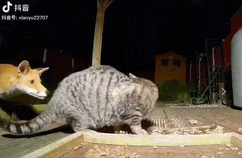 深夜狐狸造访偷饭吃,遭遇狸花猫喵喵拳暴击!