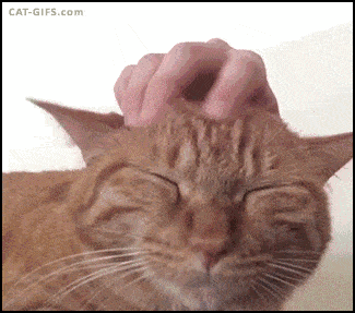 现在不会几种撸猫手法都不好意思跟人家打招呼