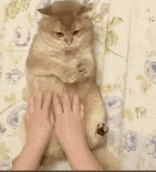 主人抱怨自家喵星人脸太大,这一张表情太好玩了!_猫咪