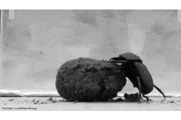 原创背身滚球,还能走出最短的路程,屎壳郎比我们会看