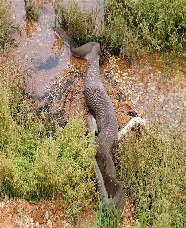 8米巨鳄伏击3.4米狂蟒遭遇反杀,被绞成一团生吞