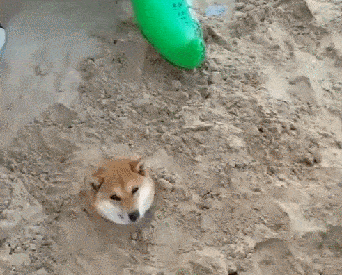 原创狗狗被宝宝埋了!只剩下一个头,活生生变成表情包