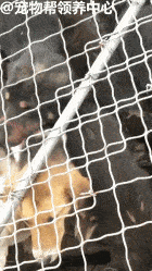 泸州一辆非法运狗车被拦截,500多只狗狗急需帮助!