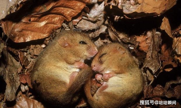 原创熊在冬眠状态,不怕被食肉动物吃掉?冬眠中的母熊可以生宝宝吗?