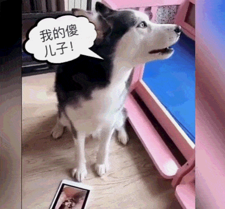 原创主人骗二哈它儿子被卖了,狗狗瞬间崩溃,最后一个举动感动主人