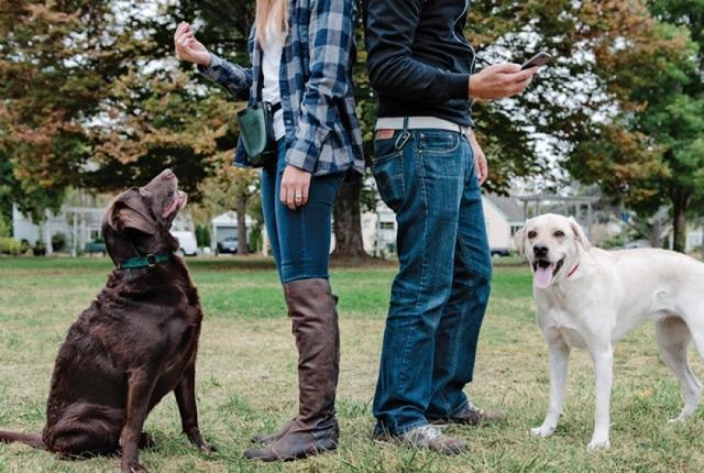 为什么训犬师男的多?难道训狗还要看性别?男女训犬确实不一样!