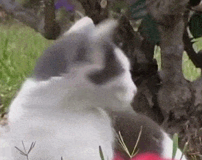 一只被蜜蜂打扰的猫咪,它转过头一刻,治好了我堵塞多年的鼻塞