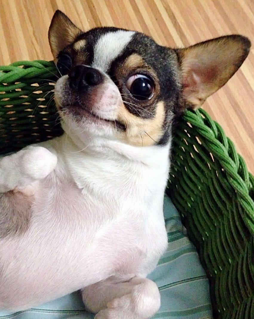 最可爱的小型犬,想不想拥有呢