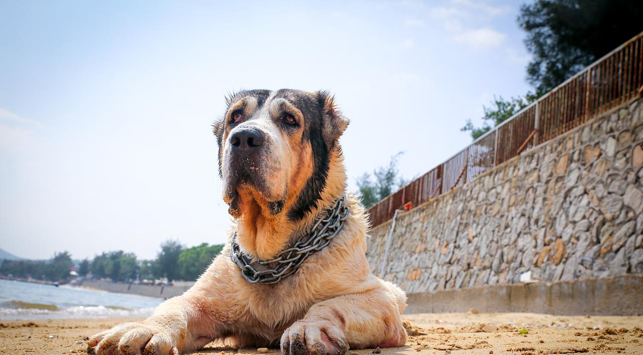 原创它是被称为野兽的猛犬,可与比特犬一战,胆小的人养不好这种犬