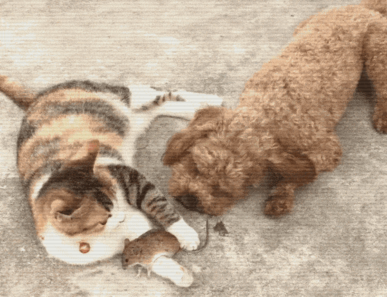 原创猫咪抓到了一只老鼠泰迪接下来的行为让主人大跌眼镜