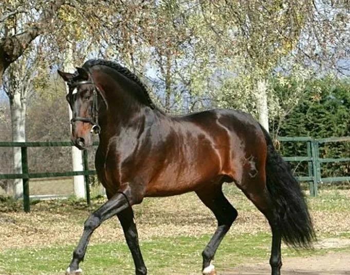 安达卢西亚马,又称纯种西班牙,是一个马的品种,该品种来自伊比利亚