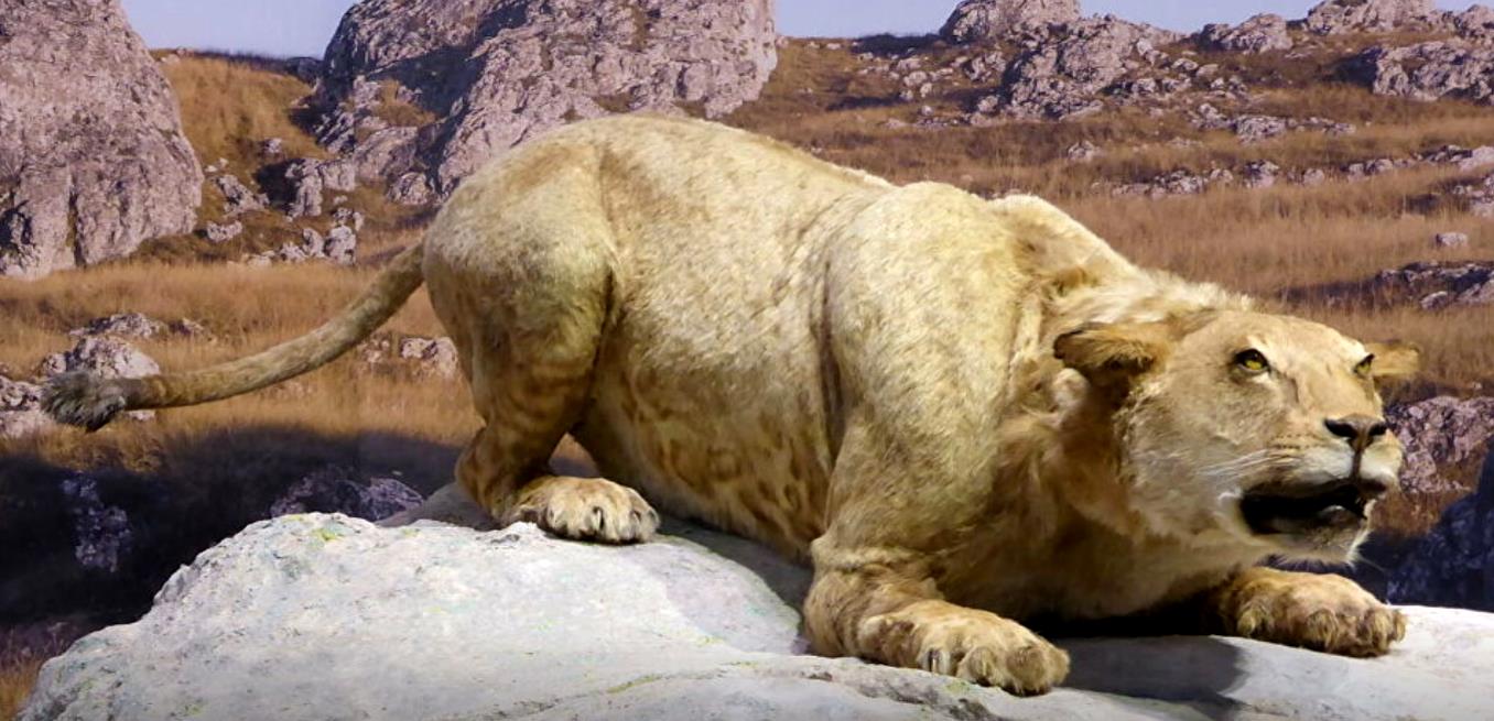 大约50万年前,原始狮从东非大草原四处扩散,由于它们能很好地适应
