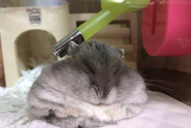 原创仓鼠把大粒葡萄强塞进嘴,反复吞吐,鼠:这辈子没这口福了!