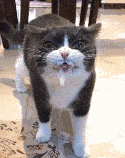 宠主给猫咪喂药,猫咪边吃边哭,眼泪汪汪的样子好可怜啊