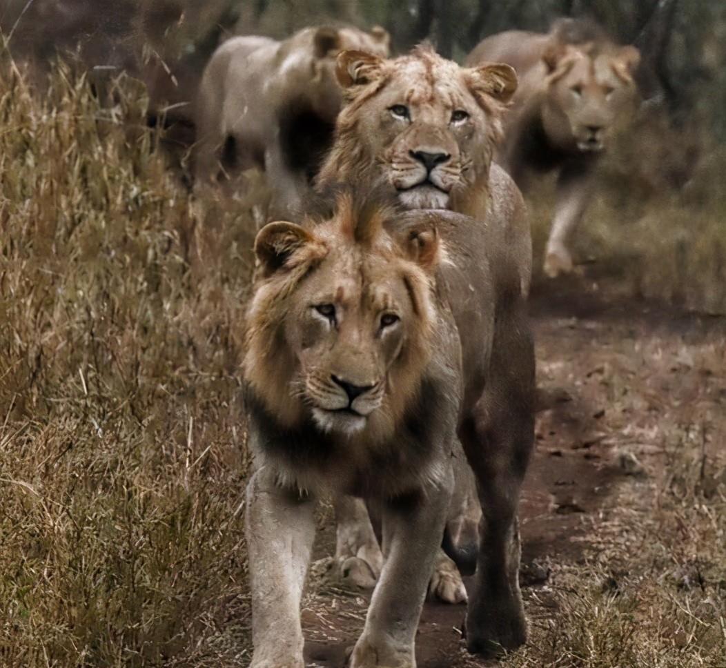 3岁体型超过父辈雄狮的5狮联盟,正在向狮王发起挑战