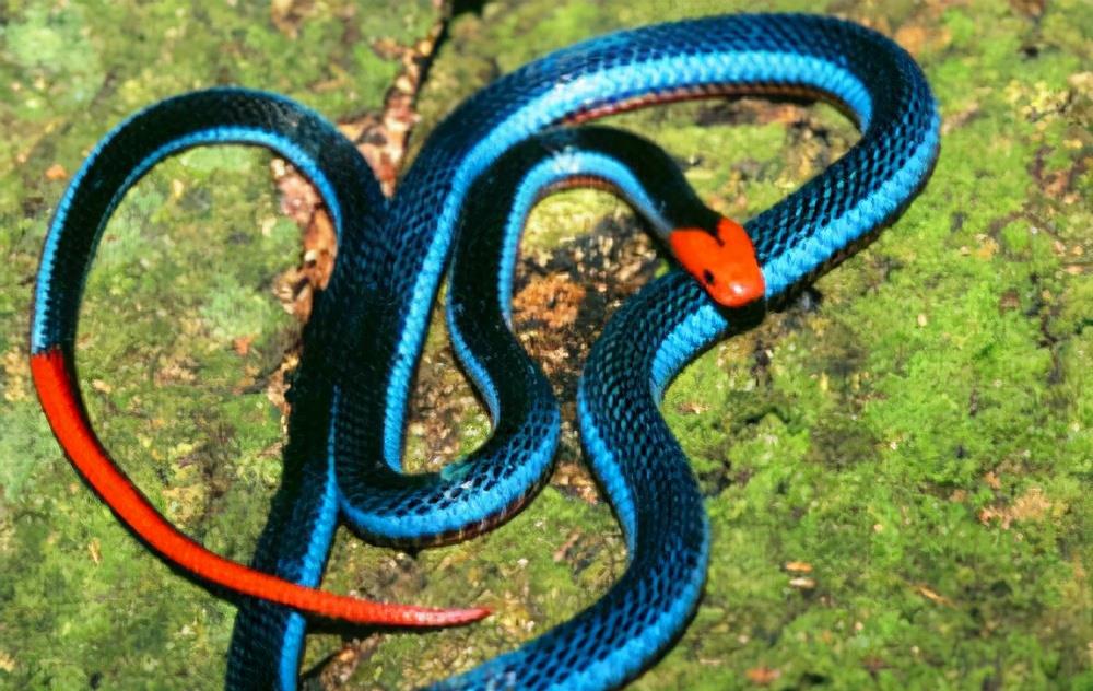 湖南的福建丽纹蛇,毒性堪比眼镜王蛇,但性格温和很少咬人