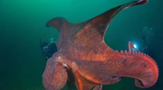 俄发现一条大型章鱼,长约5米重约40公斤,虎视眈眈看着