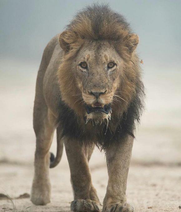 原创马破扎雄狮:独狮流浪,历经多次大战,终于成为牛油果狮群的狮王