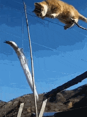 原创橘猫为了吃咸鱼,不顾危险爬上钢丝绳,网友:看到没,这才叫吃货