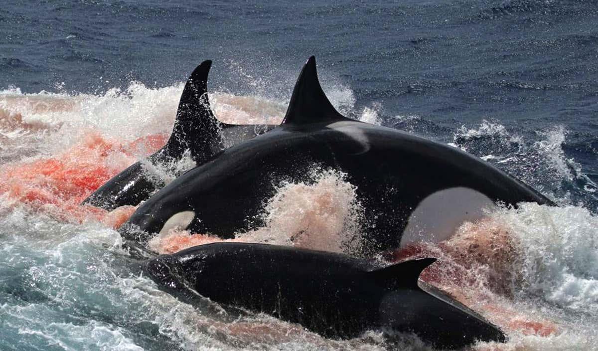 虎鲸vs大白鲨,谁才是真正的海洋霸主?全面对比后,战局