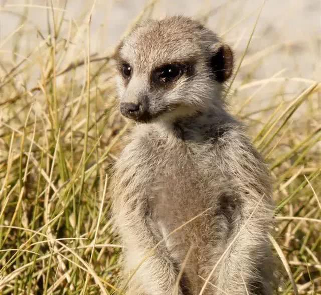 非洲草原上的野生猫鼬,把摄影师当成玩伴,踩在人头上眺望远方!