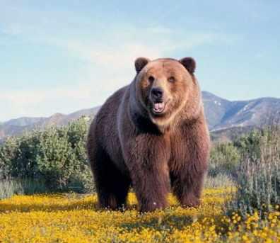 原创巨棕熊和北极熊谁是熊中霸主?老虎能单挑过吗?奇趣自然