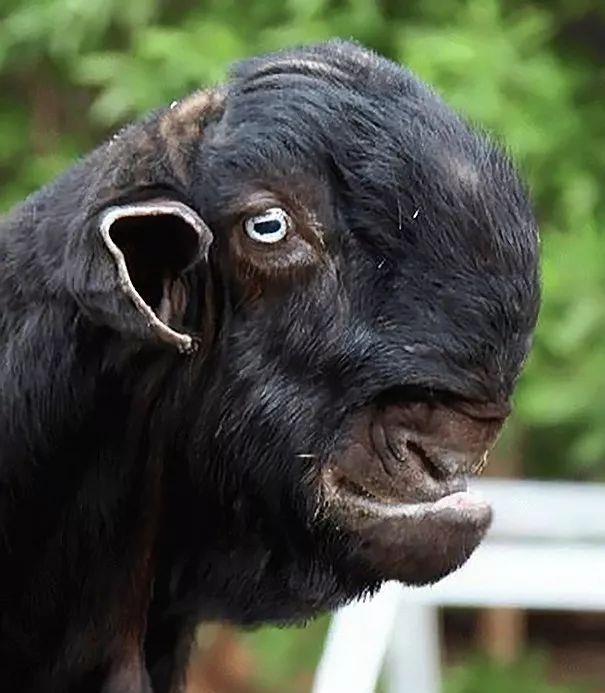 原创据说这只羊是全世界最丑动物网友看了照片之后大呼真的丑