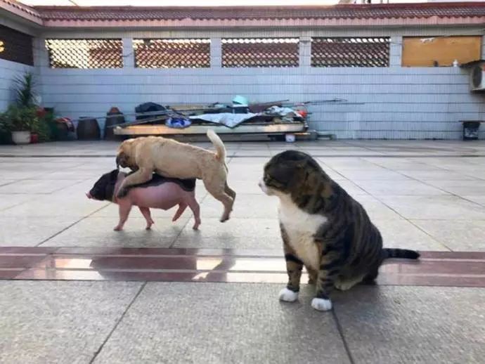 平时农村的猪、猫、狗到别人家里去，是一种正常现象