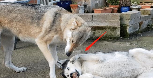 原创二哈和狼犬养在一起调皮的二哈被治得服服帖帖真是一物降一物