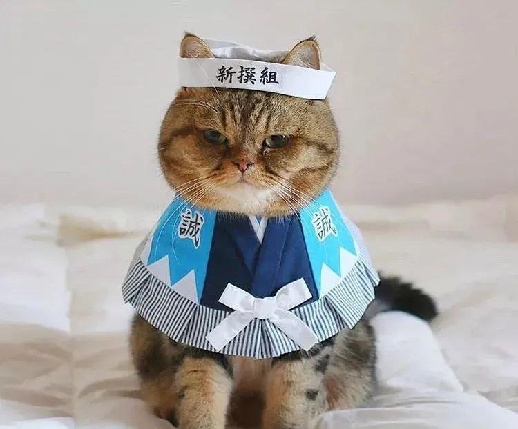猫界变装大佬,一只猫cos出了全世界!_衣服