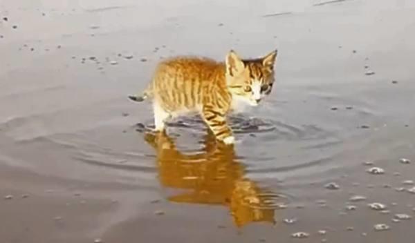 原创一只不怕水的猫咪,跟着主人去赶海:本喵去海里捉鱼了