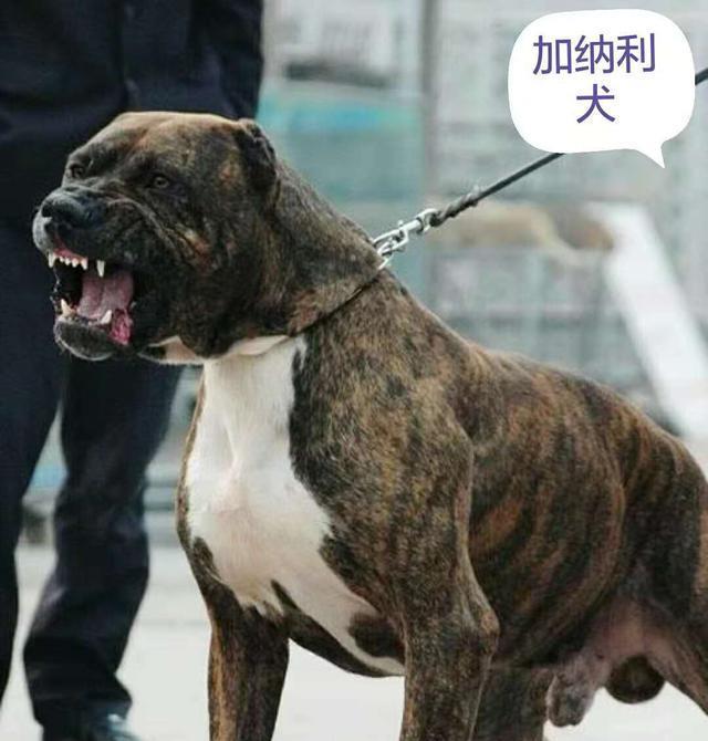 加纳利 三,日本土佐(不稳定的品种) 现代猛犬的混合体,这类狗因为混杂