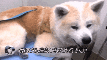 原创秋田犬去看医生,因为中途换了男医生,结果狗子表情就变了