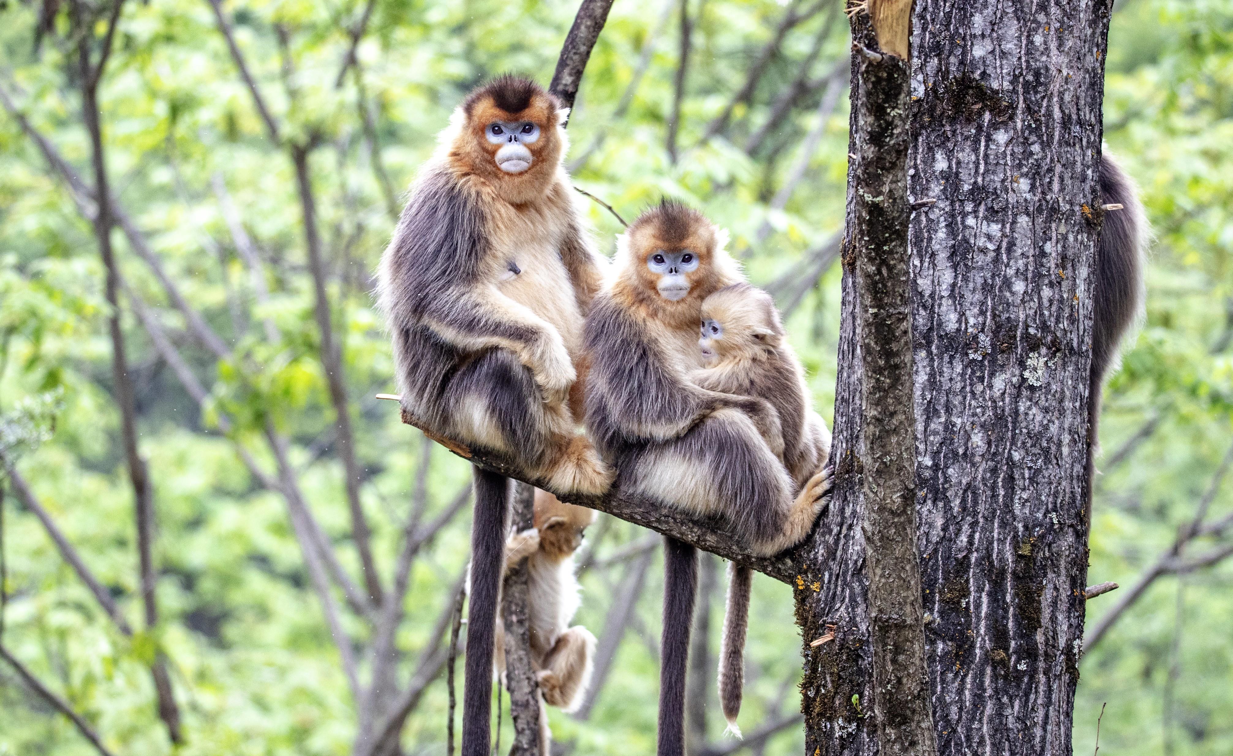 原创四川九寨沟白河国家级自然保护区内的川金丝猴