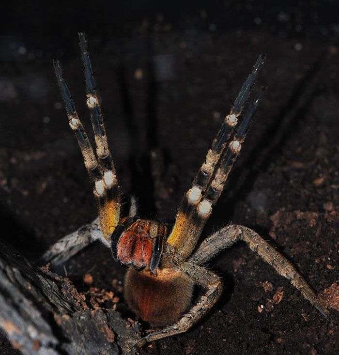 世界最毒蜘蛛被咬男性会引起持续数小时的生理反应