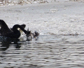 同时鹅还是一种十分霸道的动物,如同它去河里游泳遇到鸭子,就会扑上去
