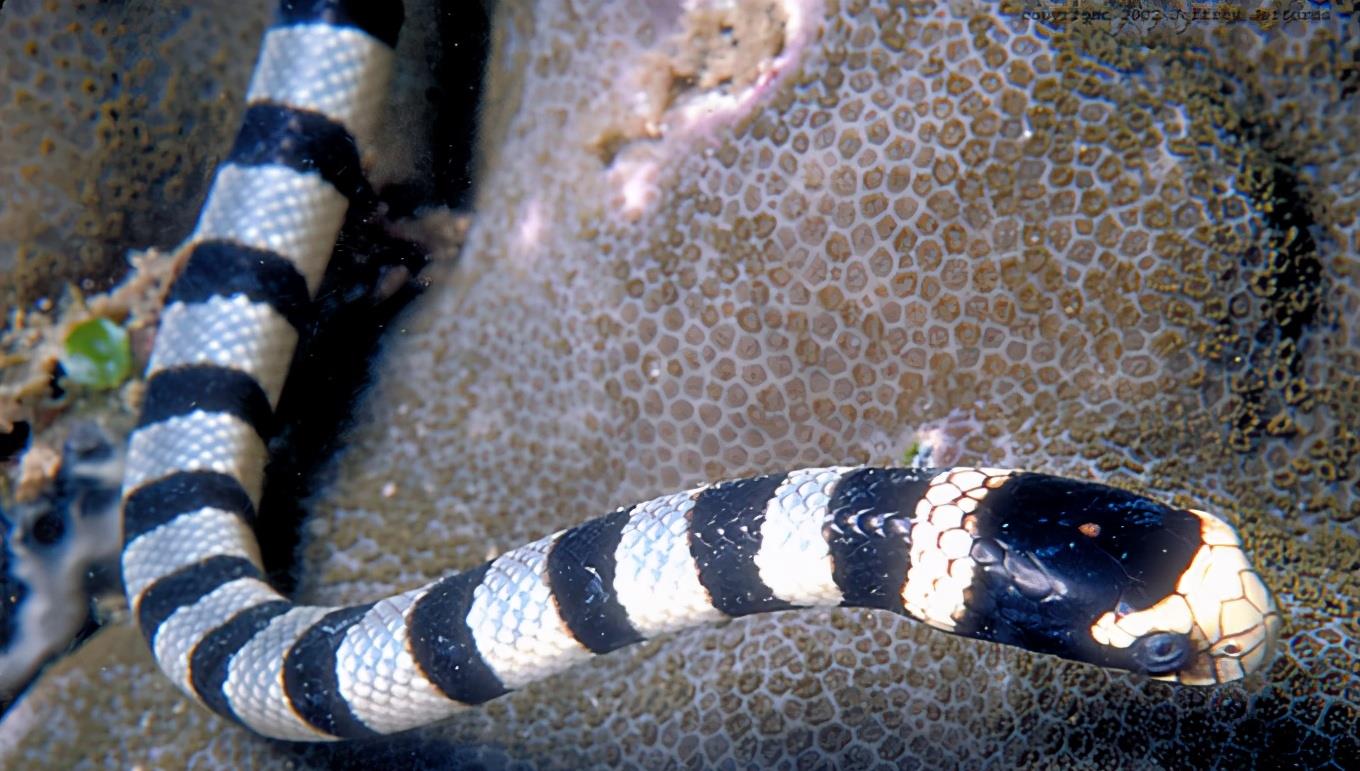 原创为什么最毒的蛇都在海里叫海蛇