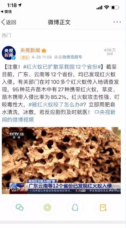 红火蚁咬人会造成生命危险?_蚂蚁